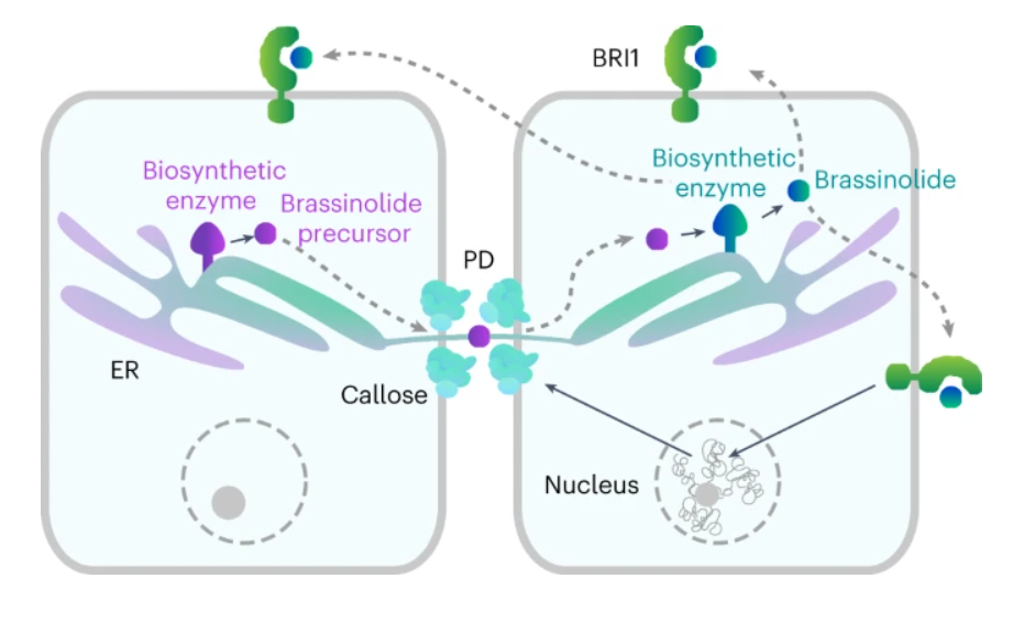 Plasmodesmata mediate cell-to-cell transport of brassinosteroid hormones